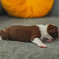 AKC Gravy, a male Boston Terrier for sale in Ennis, TX – Photo 8 of 9