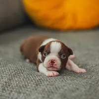 AKC Gravy, a male Boston Terrier for sale in Ennis, TX – Photo 6 of 9