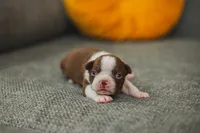 AKC Gravy, a male Boston Terrier for sale in Ennis, TX – Photo 6 of 9