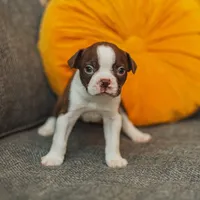 AKC Gravy, a male Boston Terrier for sale in Ennis, TX – Photo 3 of 9