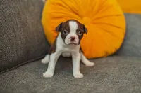 AKC Gravy, a male Boston Terrier for sale in Ennis, TX – Photo 3 of 9