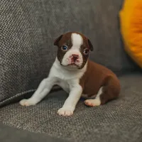 AKC Gravy, a male Boston Terrier for sale in Ennis, TX – Photo 4 of 9