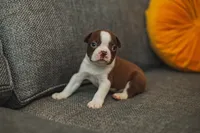 AKC Gravy, a male Boston Terrier for sale in Ennis, TX – Photo 4 of 9