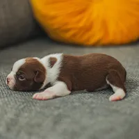 AKC Gravy, a male Boston Terrier for sale in Ennis, TX – Photo 7 of 9