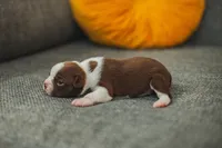 AKC Gravy, a male Boston Terrier for sale in Ennis, TX – Photo 7 of 9