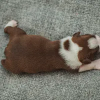 AKC Gravy, a male Boston Terrier for sale in Ennis, TX – Photo 9 of 9