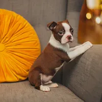 AKC Gravy, a male Boston Terrier for sale in Ennis, TX – Photo 1 of 9