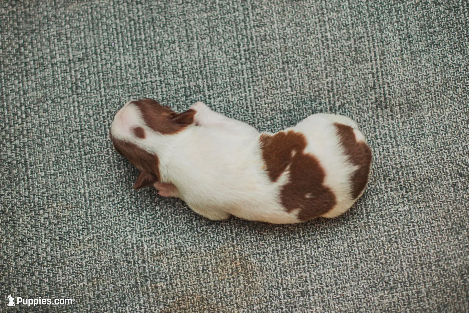 AKC Pepper, a male Boston Terrier for sale in Ennis, TX – 9 of 9