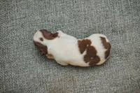 AKC Pepper, a male Boston Terrier for sale in Ennis, TX – 4 of 4