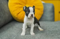 AKC Oregano, a male Boston Terrier for sale in Ennis, TX – 3 of 9