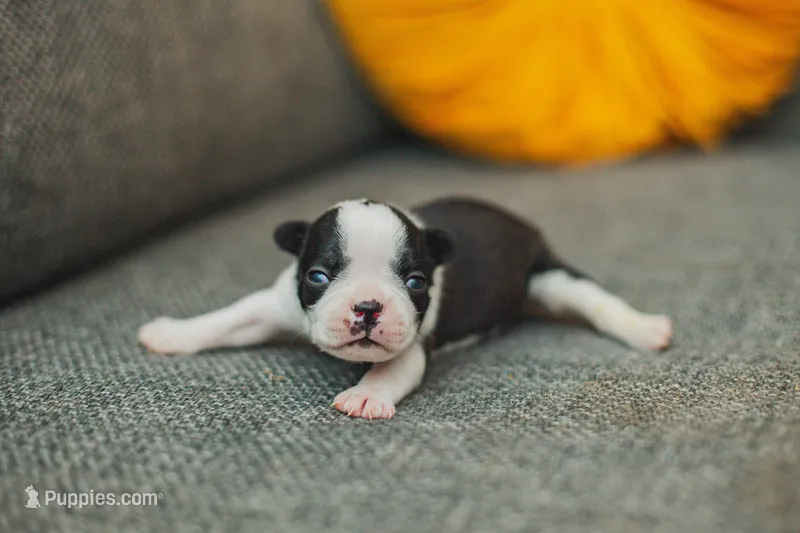 AKC Parsley – Boston Terrier puppy on hold in Ennis, TX