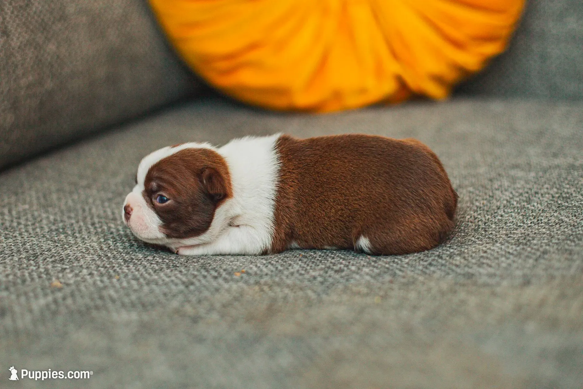 AKC Clove, a female Boston Terrier for sale in Ennis, TX – 7 of 9