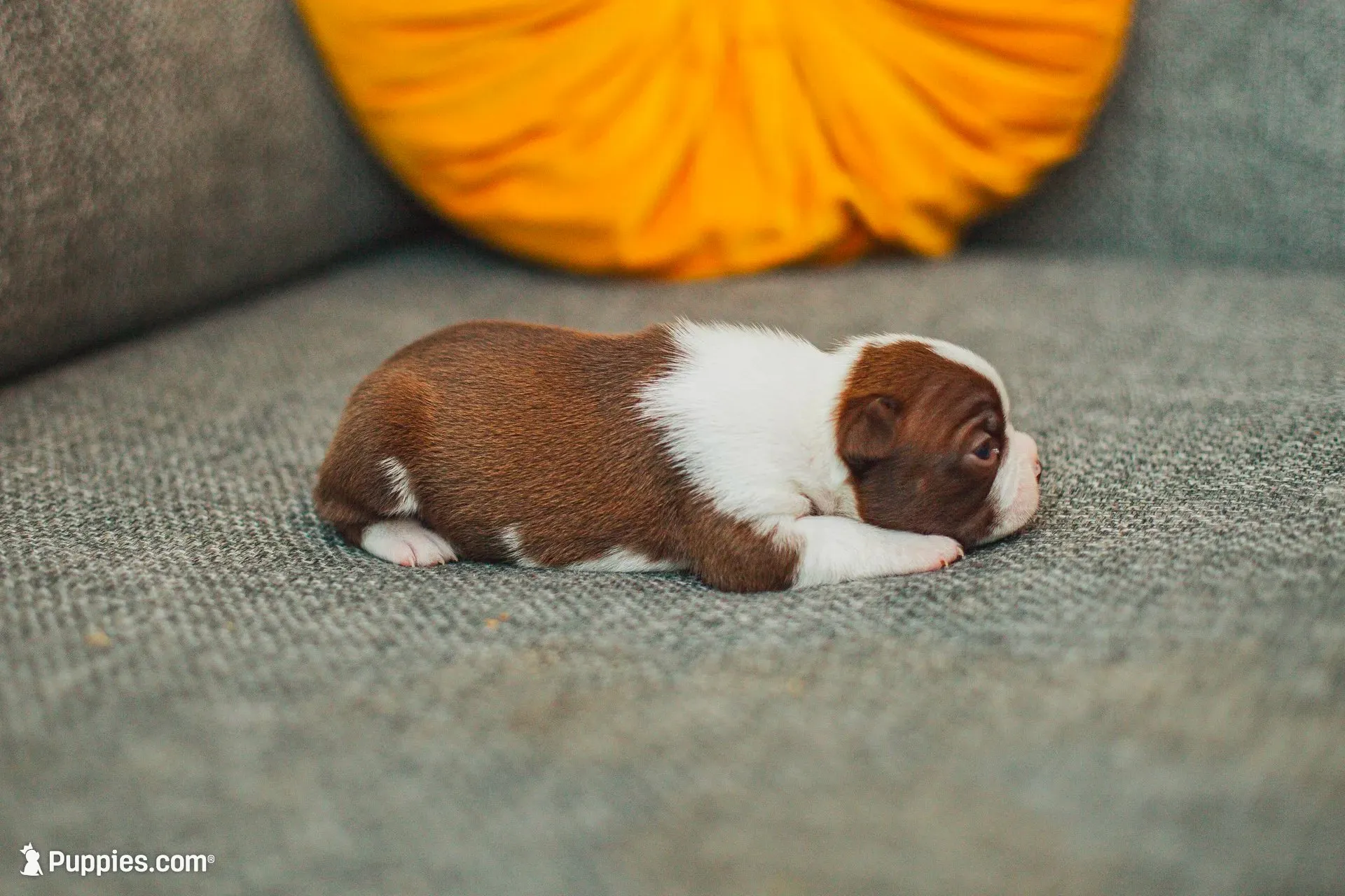 AKC Clove, a female Boston Terrier for sale in Ennis, TX – 8 of 9