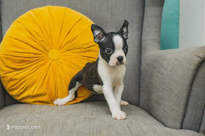 AKC Oregano – Boston Terrier puppy for sale in Ennis, TX