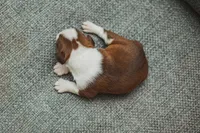 AKC Cinnamon, a female Boston Terrier for sale in Ennis, TX – 4 of 4