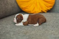 AKC Cinnamon, a female Boston Terrier for sale in Ennis, TX – 2 of 4