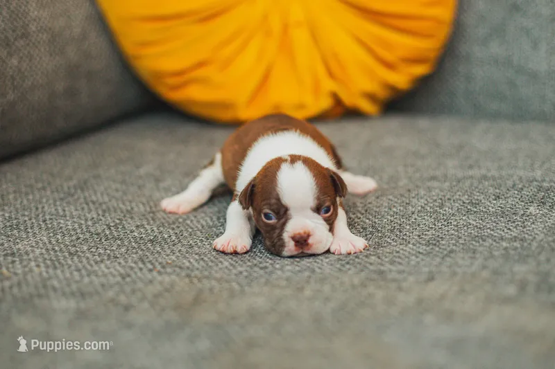 AKC Cinnamon – Boston Terrier puppy for sale in Ennis, TX