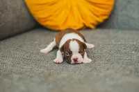 AKC Cinnamon, a female Boston Terrier for sale in Ennis, TX – 1 of 4