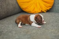 AKC Cinnamon, a female Boston Terrier for sale in Ennis, TX – 3 of 4