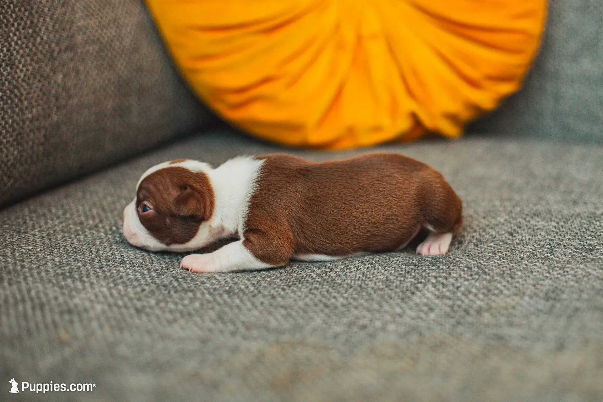 AKC Paprika, a female Boston Terrier for sale in Ennis, TX – 5 of 6