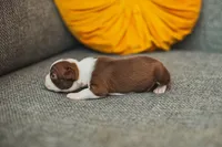 AKC Paprika, a female Boston Terrier for sale in Ennis, TX – 3 of 4