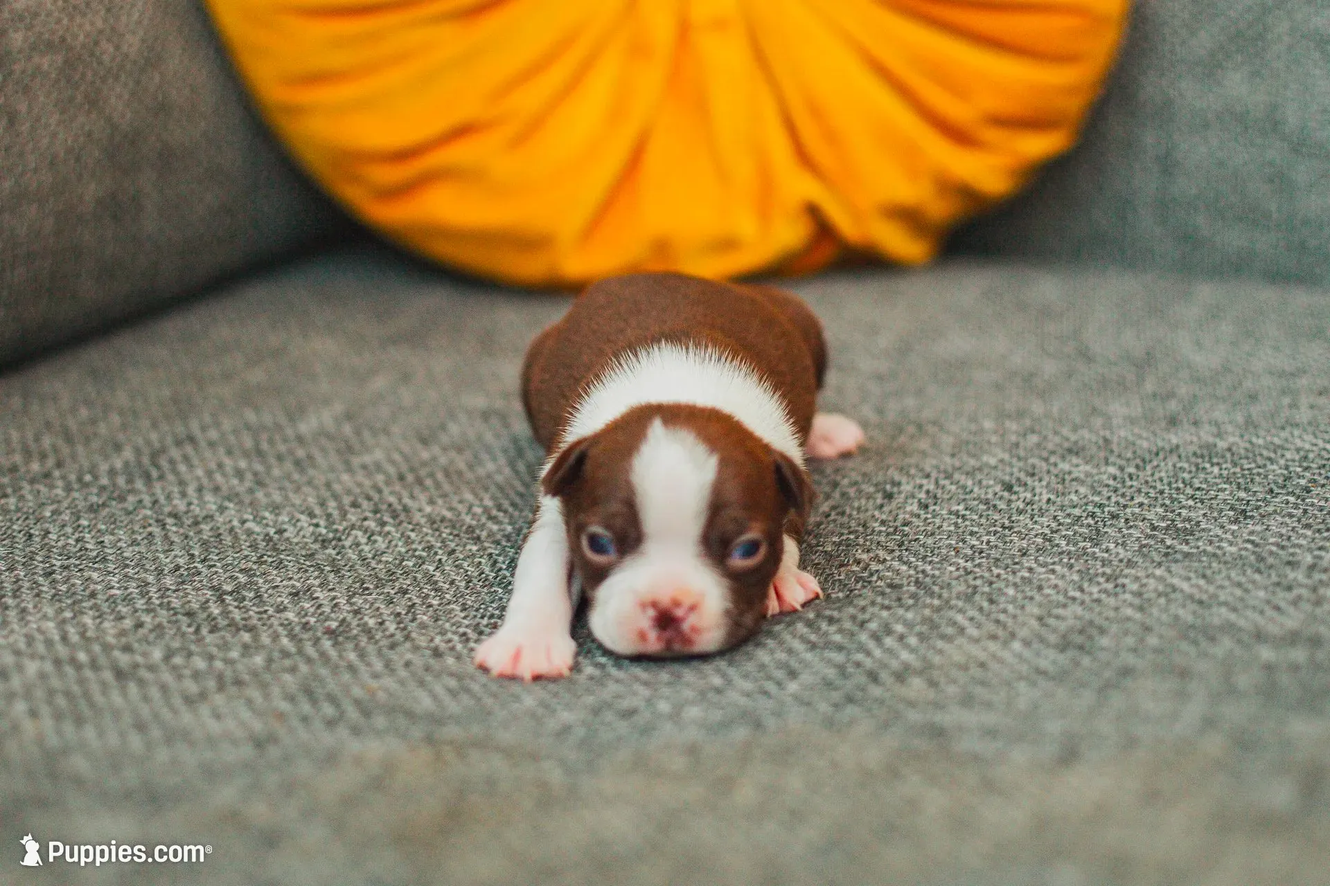 AKC Cumin, a male Boston Terrier for sale in Ennis, TX – 6 of 9