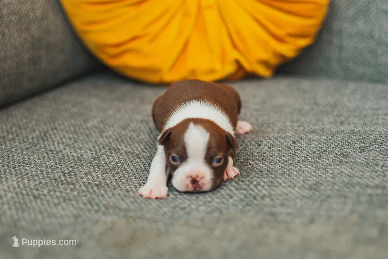 AKC Cumin – Boston Terrier puppy for sale in Ennis, TX