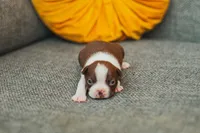 AKC Cumin, a male Boston Terrier for sale in Ennis, TX – 1 of 4
