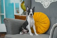 REDUCED AKC Oregano, a male Boston Terrier for sale in Ennis, TX – 1 of 10