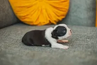 AKC Parsley, a female Boston Terrier for sale in Ennis, TX – 3 of 4