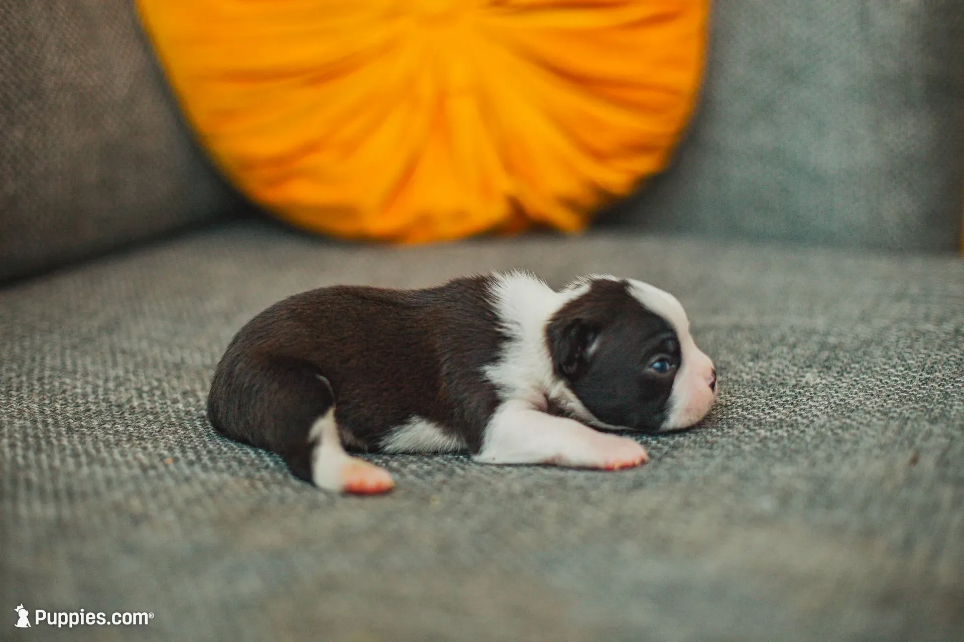 AKC Oregano, a male Boston Terrier for sale in Ennis, TX – 7 of 9
