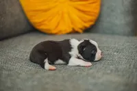 AKC Oregano, a male Boston Terrier for sale in Ennis, TX – 2 of 4