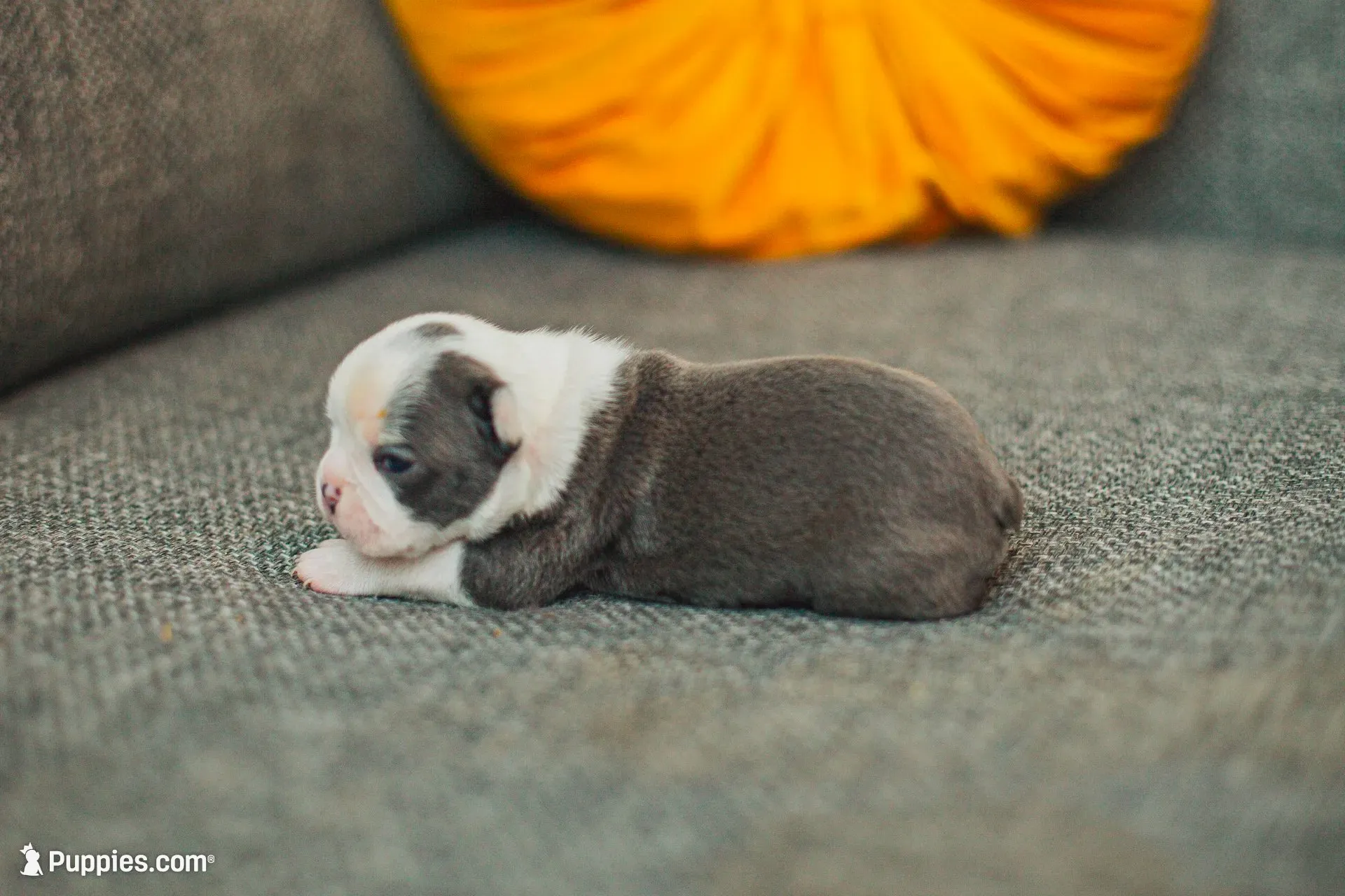 AKC Salt, a female Boston Terrier for sale in Ennis, TX – 5 of 6