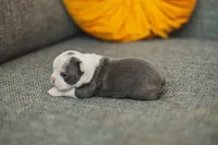 AKC Salt, a female Boston Terrier for sale in Ennis, TX – 3 of 4