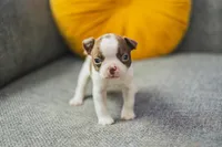 AKC Pepper, a male Boston Terrier for sale in Ennis, TX – 4 of 9