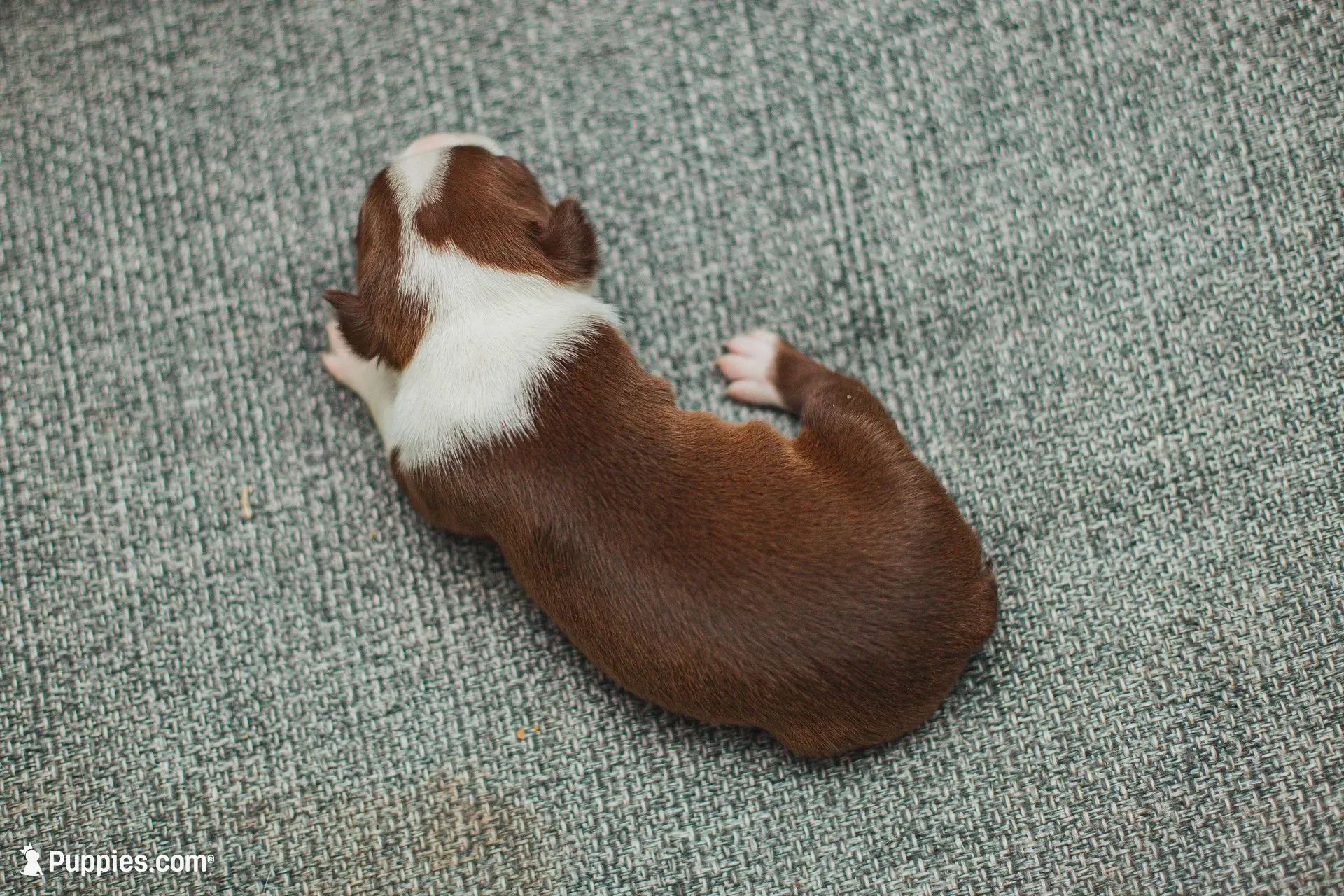 AKC Paprika, a female Boston Terrier for sale in Ennis, TX – 6 of 6