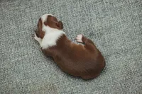 AKC Paprika, a female Boston Terrier for sale in Ennis, TX – 4 of 4