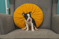 AKC Oregano, a male Boston Terrier for sale in Ennis, TX – 2 of 9