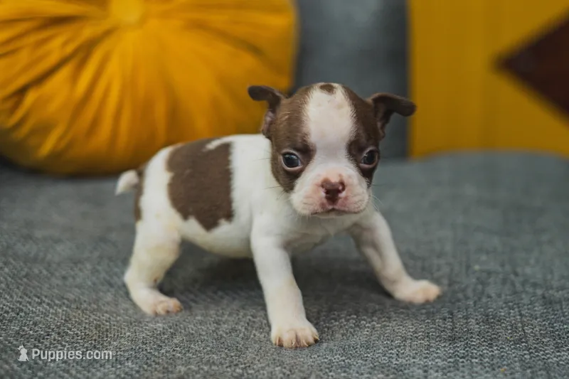 AKC Pepper – Boston Terrier puppy for sale in Ennis, TX