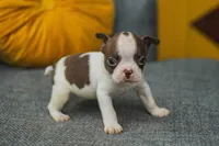 AKC Pepper, a male Boston Terrier for sale in Ennis, TX – 3 of 9