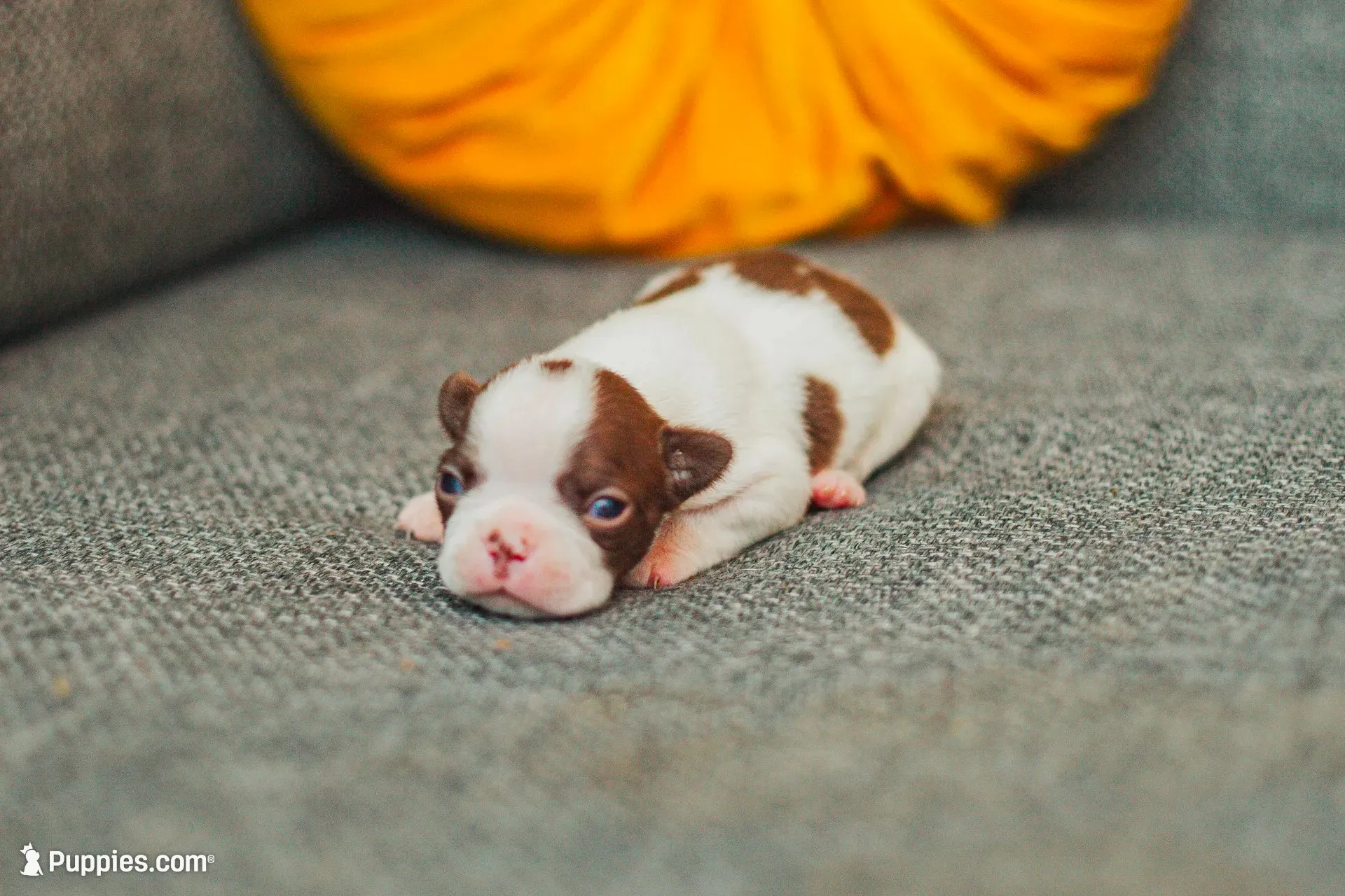 AKC Pepper, a male Boston Terrier for sale in Ennis, TX – 6 of 9