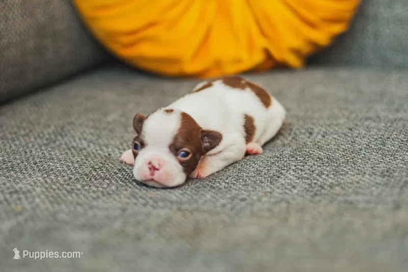 AKC Pepper – Boston Terrier puppy for sale in Ennis, TX