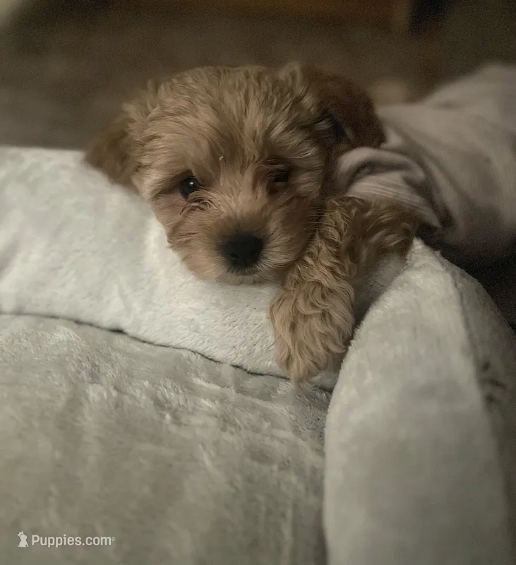 Luna – Cavapoo puppy for sale in Orlando, FL
