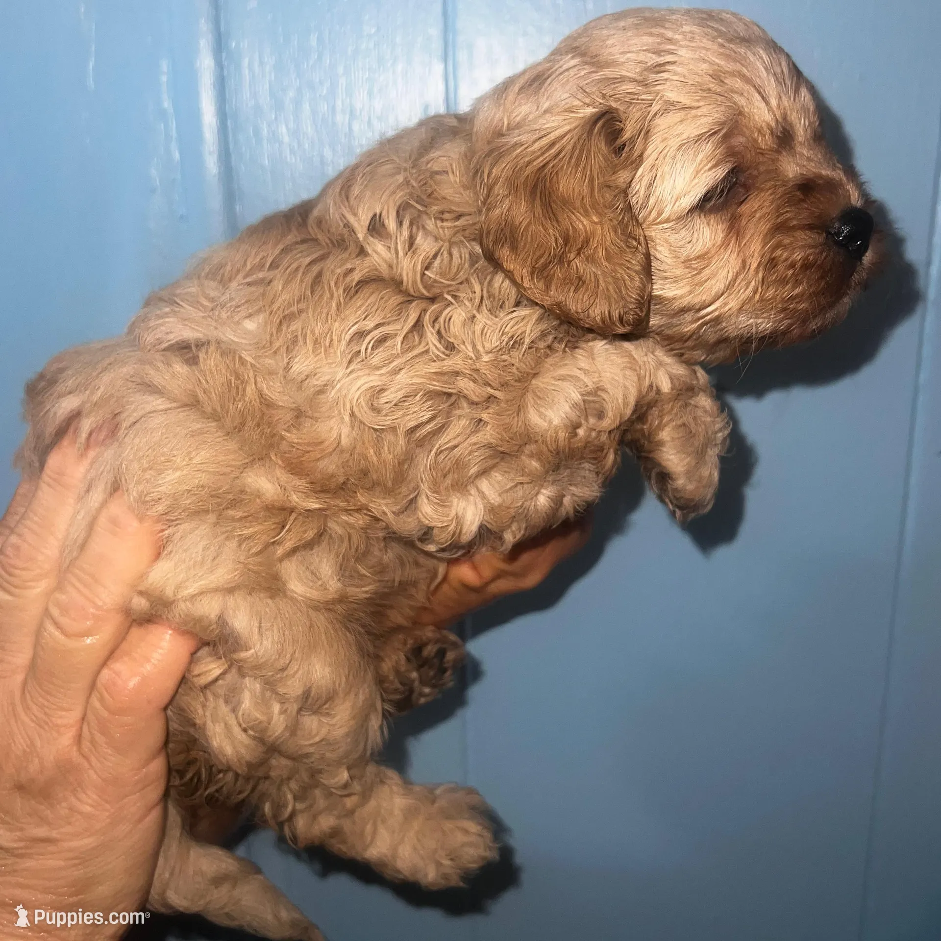 Luna, a female Cavapoo for sale in Orlando, FL – Photo 2 of 2