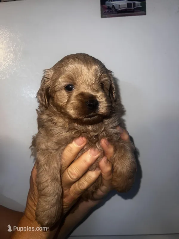 Maple – Cavapoo puppy for sale in Orlando, FL