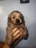 Maple, a female Cavapoo for sale in Orlando, FL – Photo 1 of 3