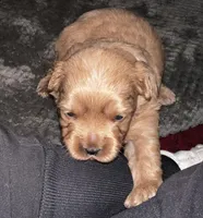 Maple, a female Cavapoo for sale in Orlando, FL – Photo 3 of 3