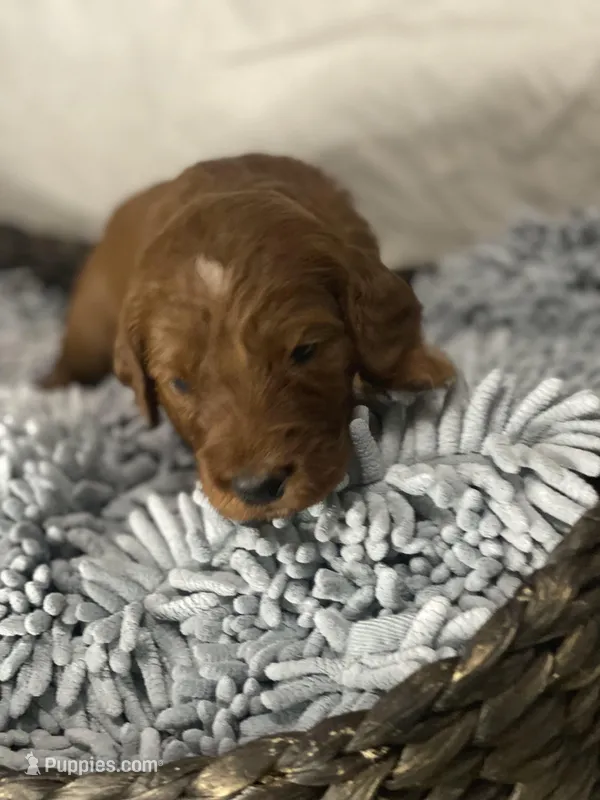 Loughlin , a female Irish Doodle for sale in Virginia Beach, VA – Photo 1 of 1
