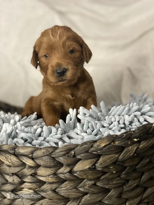 Teriney, a female Irish Doodle for sale in Virginia Beach, VA – Photo 1 of 1