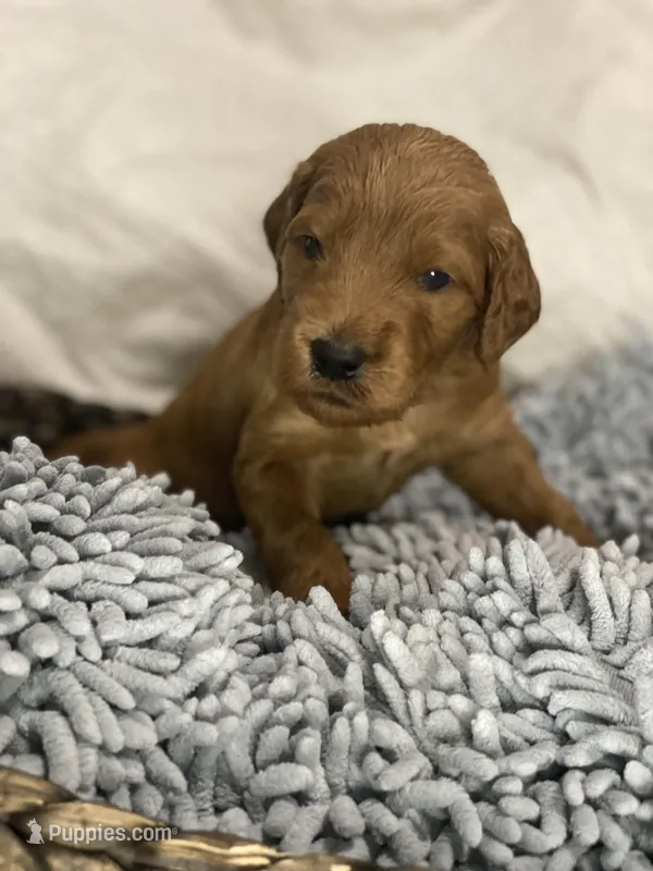 Fletcher, a male Irish Doodle for sale in Virginia Beach, VA – Photo 1 of 1